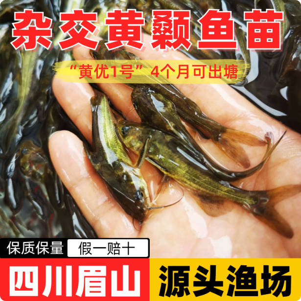黄颡鱼苗黄辣丁鱼苗优质黄骨鱼3-5厘米50条送5条路损