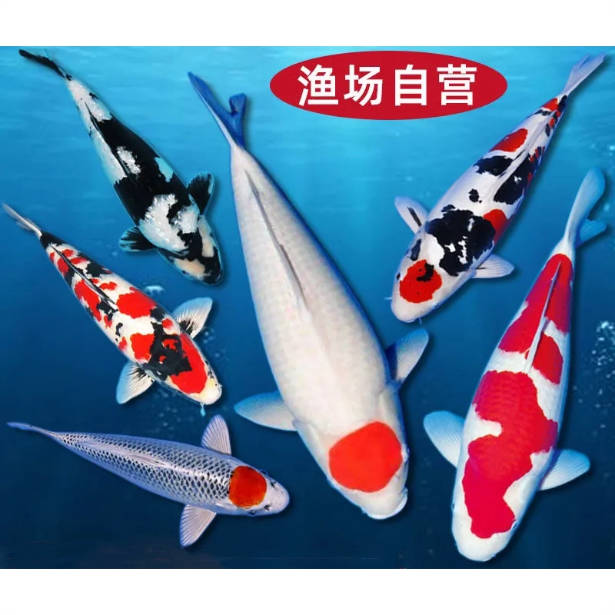 甄选真锦鲤6-8cm随机锦鲤 共5条5色 颜色不·重复