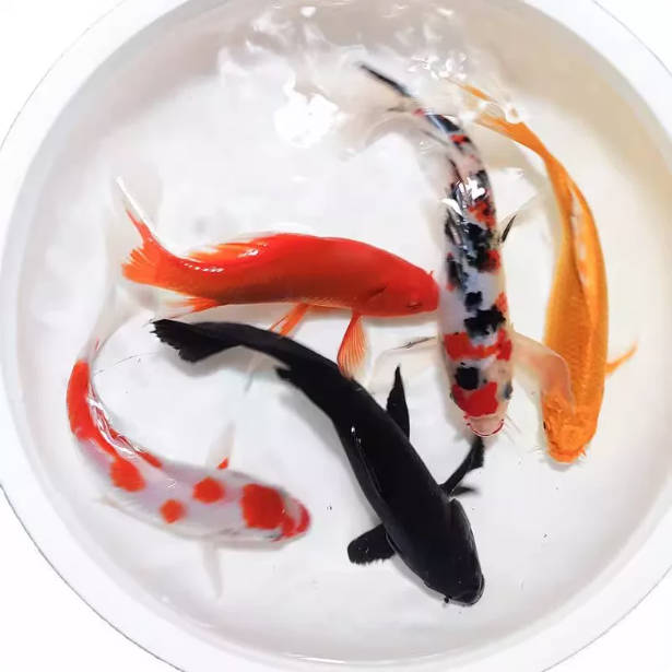 【6-8cm】七星高照锦鲤套装 (7条)
