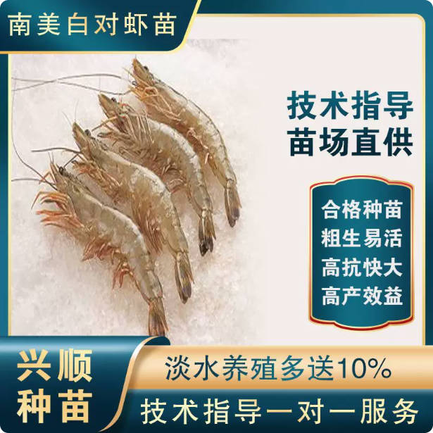 一代南美对虾苗1100尾