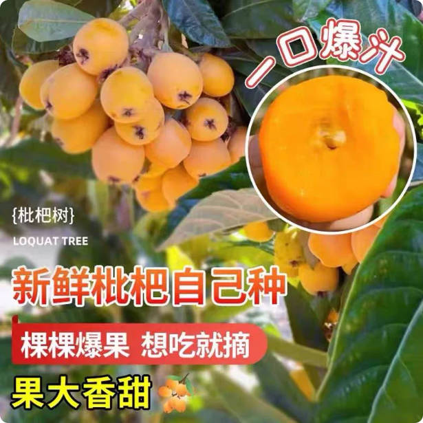 枇杷果苗无核砂糖枇杷苗无核枇杷树大五星枇杷90-1米1高
