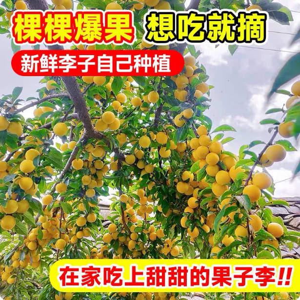 蜂糖李子树苗蜂糖李子苗70-90cm高
