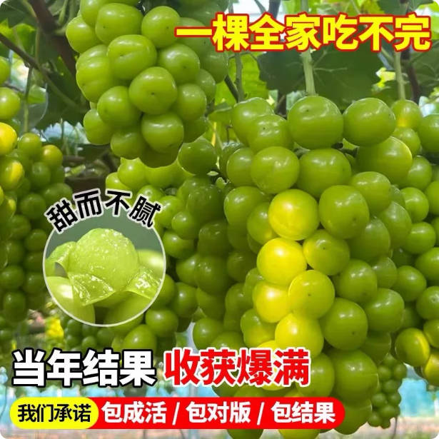 阳光玫瑰30-50高3棵