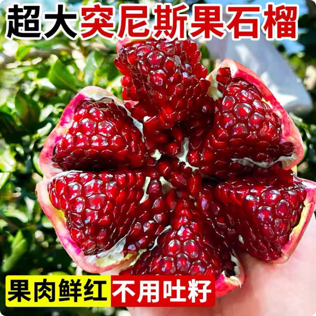 突尼斯软籽石榴90-1米1高