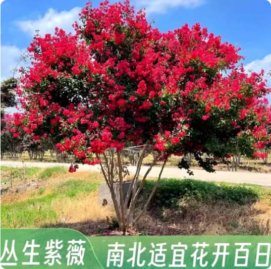 紫罗兰2公分 【基地现挖现发】