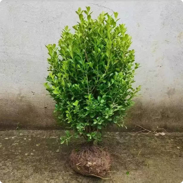 普通黄杨单颗30-40厘米20棵 不带土