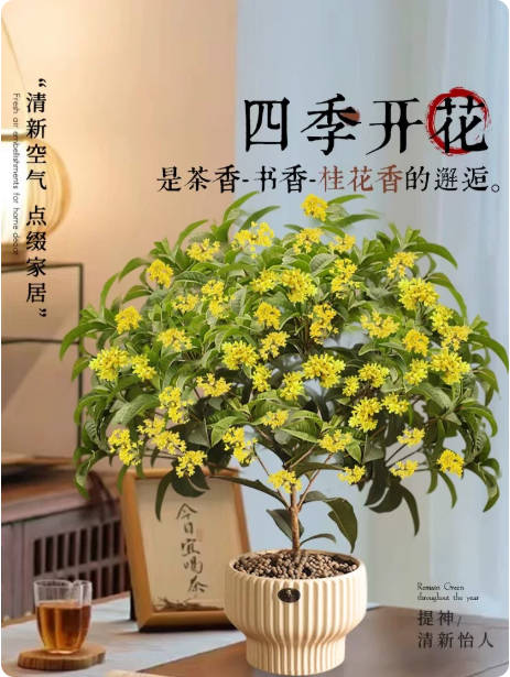 5年高40-50cm原盆+送催花肥 桂花树苗四季桂盆栽