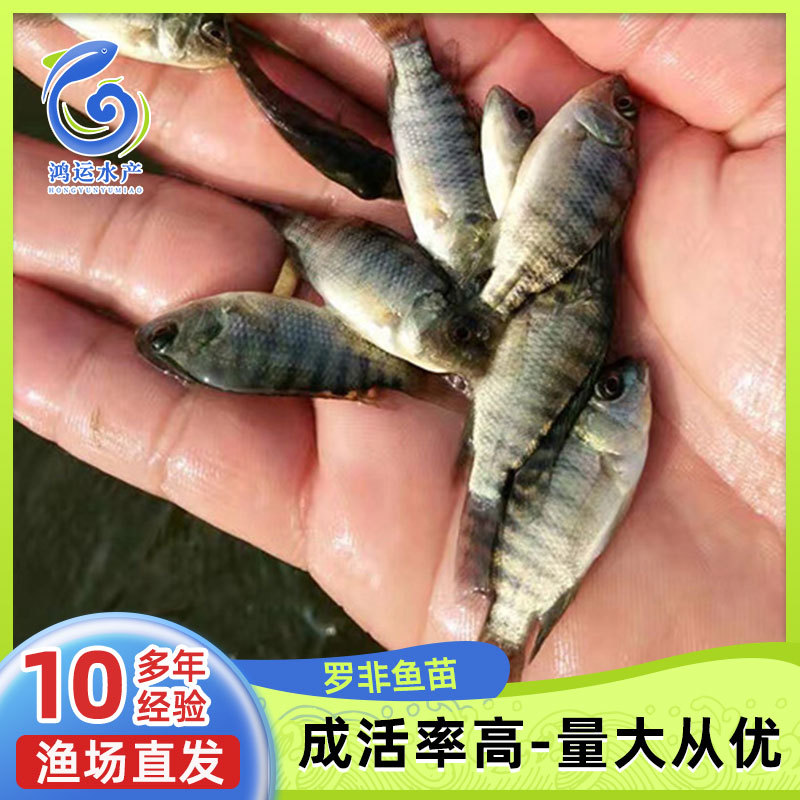 供应现货罗非鱼苗新吉富罗非水花单性罗非鱼幼苗成活率高大量批发