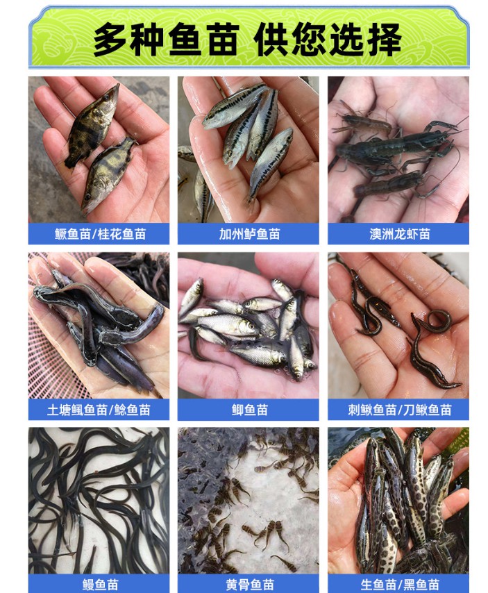 供应现货罗非鱼苗新吉富罗非水花单性罗非鱼幼苗成活率高大量批发