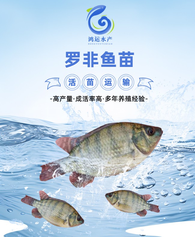 供应现货罗非鱼苗新吉富罗非水花单性罗非鱼幼苗成活率高大量批发