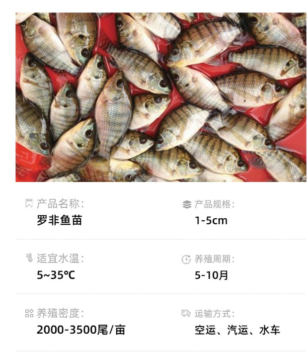 供应现货罗非鱼苗新吉富罗非水花单性罗非鱼幼苗成活率高大量批发