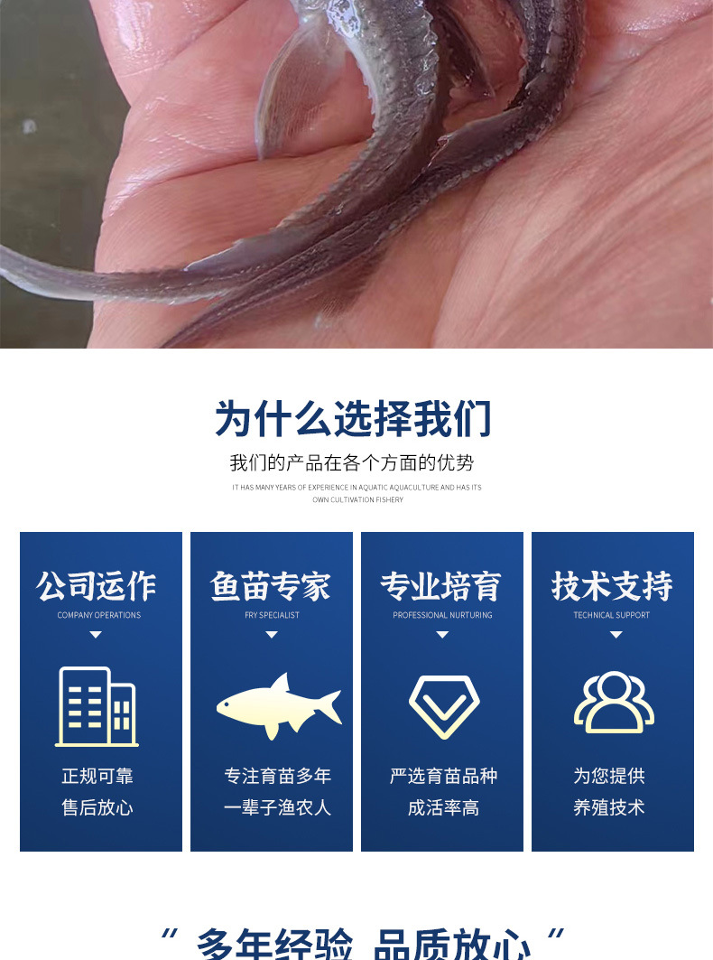 鲟鱼苗中华观赏鱼淡水养殖可食用尖嘴鲟8-10cm冷水鱼鲟鱼苗