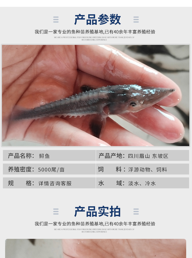 鲟鱼苗中华观赏鱼淡水养殖可食用尖嘴鲟8-10cm冷水鱼鲟鱼苗