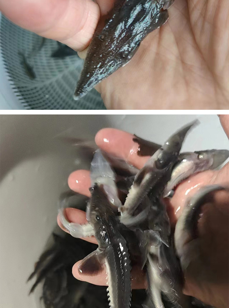 鲟鱼苗中华观赏鱼淡水养殖可食用尖嘴鲟8-10cm冷水鱼鲟鱼苗