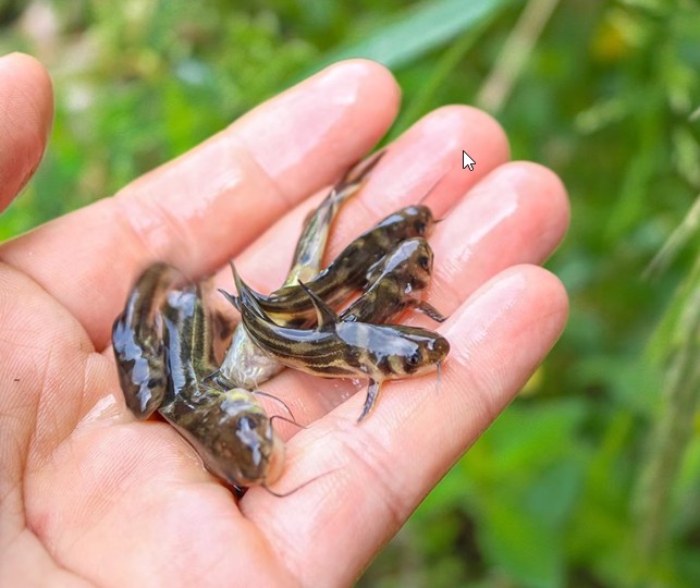 黄骨鱼苗淡水养殖食用活鱼辣丁昂刺冷水观赏小鱼苗