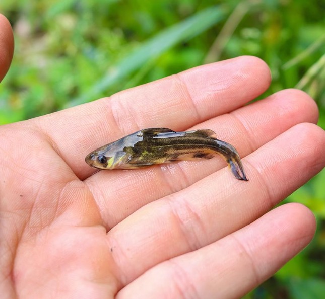 黄骨鱼苗淡水养殖食用活鱼辣丁昂刺冷水观赏小鱼苗