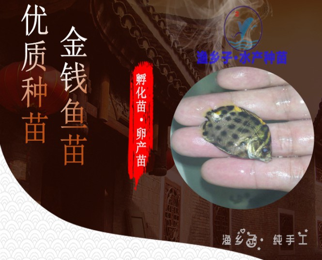 金钱鱼苗 金鼓鱼苗 海水孵化名贵鱼苗