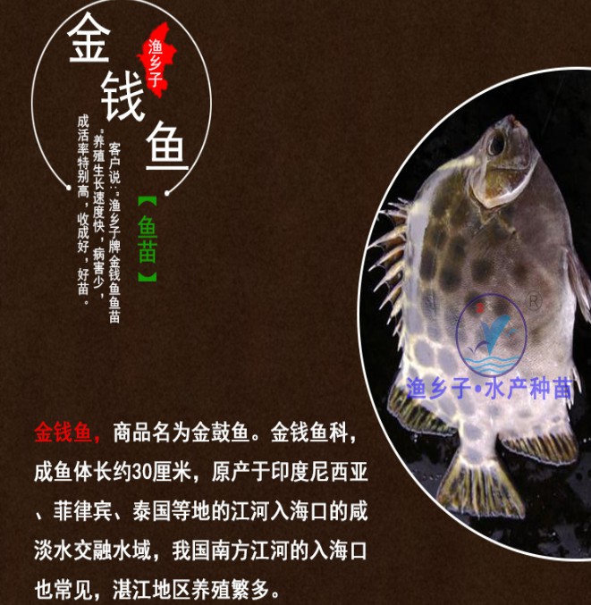 金钱鱼苗 金鼓鱼苗 海水孵化名贵鱼苗