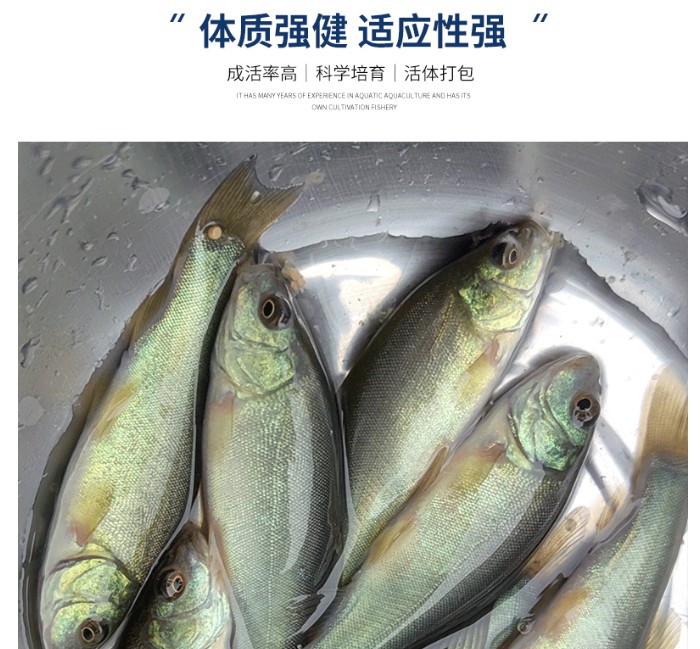 丁桂鱼苗淡水水花食用养殖丁桂鱼苗淡水水花食用养殖鱼苗