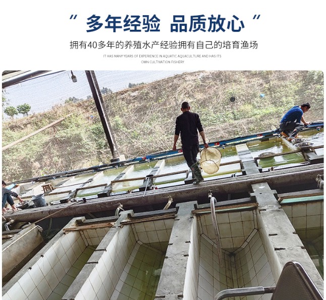 丁桂鱼苗淡水水花食用养殖丁桂鱼苗淡水水花食用养殖鱼苗