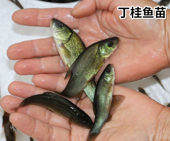 丁桂鱼苗淡水水花食用养殖丁桂鱼苗淡水水花食用养殖鱼苗