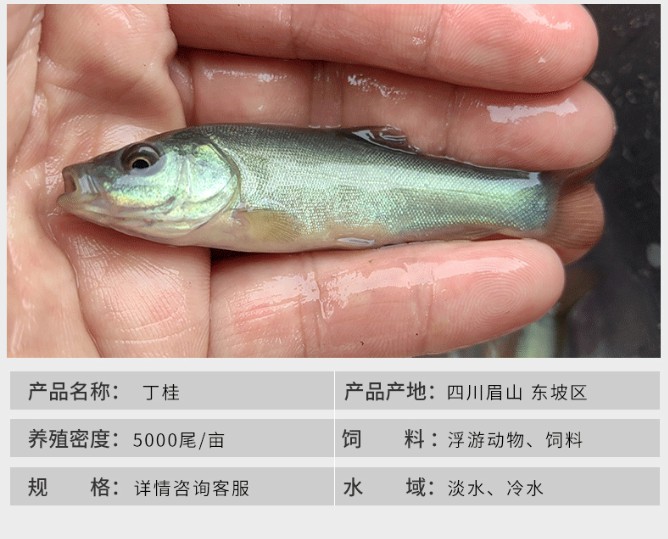 丁桂鱼苗淡水水花食用养殖丁桂鱼苗淡水水花食用养殖鱼苗