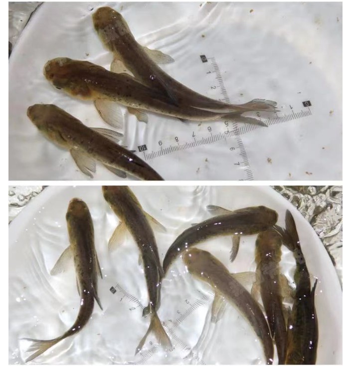 花鲢鱼苗黑鲢胖头鱼苗食用小鱼苗