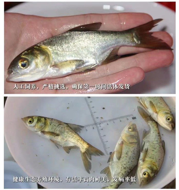 花鲢鱼苗黑鲢胖头鱼苗食用小鱼苗