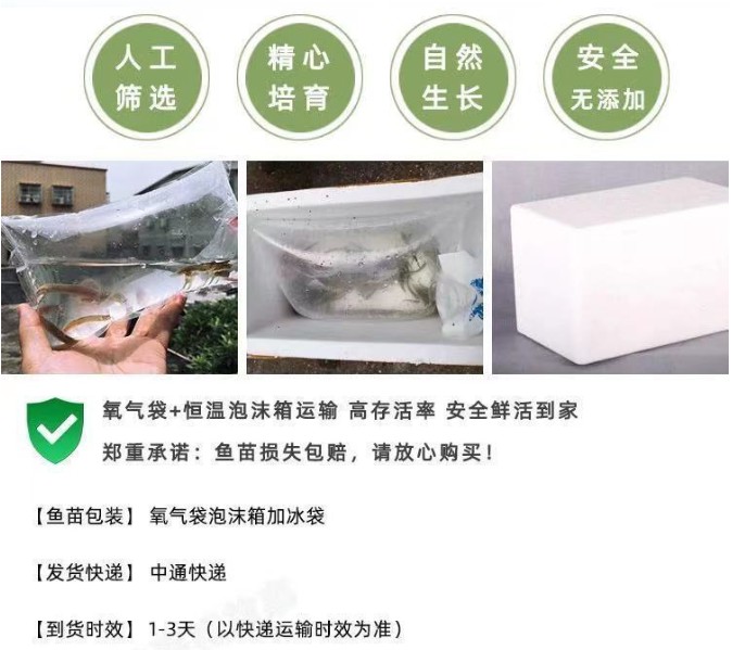 花鲢鱼苗黑鲢胖头鱼苗食用小鱼苗