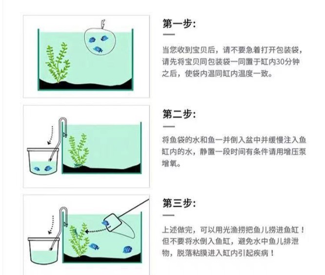 花鲢鱼苗黑鲢胖头鱼苗食用小鱼苗