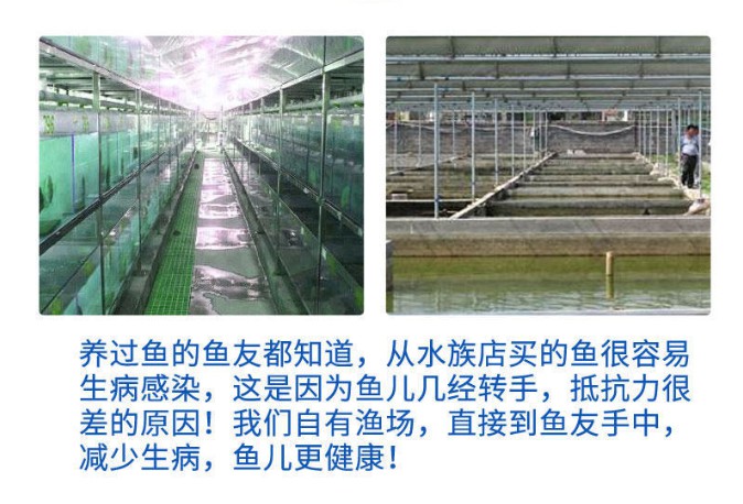 鲟鱼苗中华观赏鱼淡水养殖可食用尖嘴鲟冷水鱼鲟龙