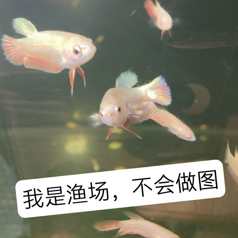 半月鱼苗泰国斗鱼仙女大尾巴