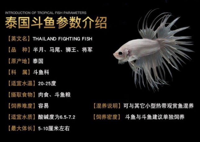 斗鱼泰国半月马尾公母繁殖宠物鱼淡水鱼苗热带观赏鱼