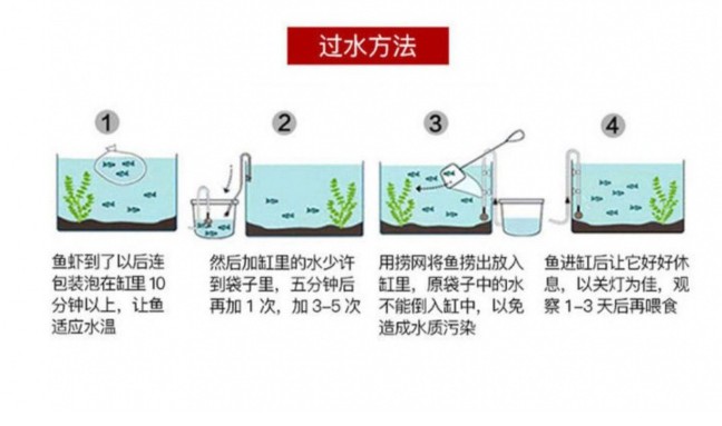 斗鱼泰国半月马尾公母繁殖宠物鱼淡水鱼苗热带观赏鱼