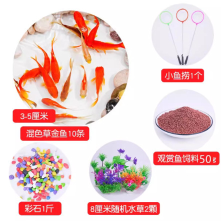 金鱼活鱼