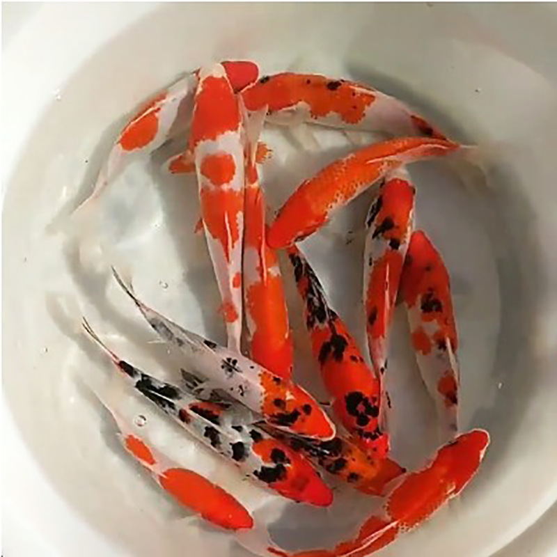 金鱼活鱼
