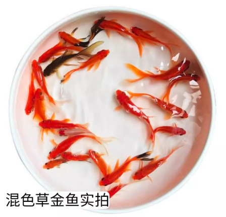 金鱼活鱼