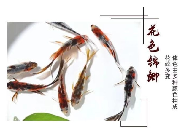 金鱼小鱼活鱼小宠物好养耐活养不死的小金鱼
