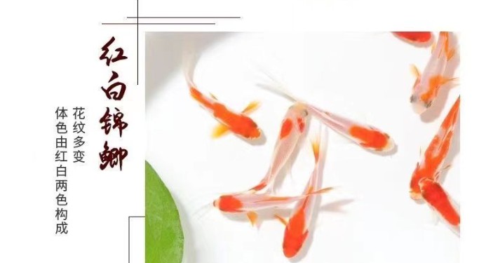 金鱼小鱼活鱼小宠物好养耐活养不死的小金鱼