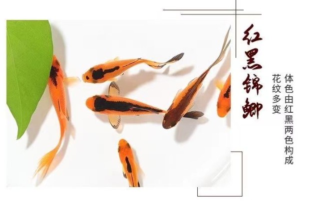 金鱼小鱼活鱼小宠物好养耐活养不死的小金鱼