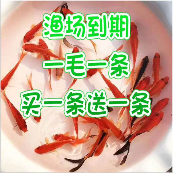 金鱼小鱼活鱼小宠物好养耐活养不死的小金鱼