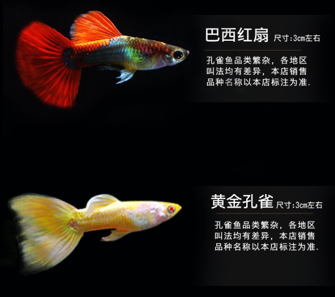金鱼凤尾斑马活鱼