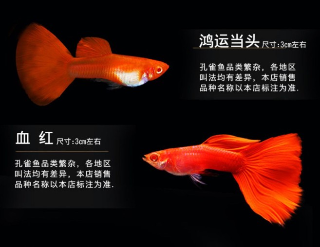 金鱼凤尾斑马活鱼