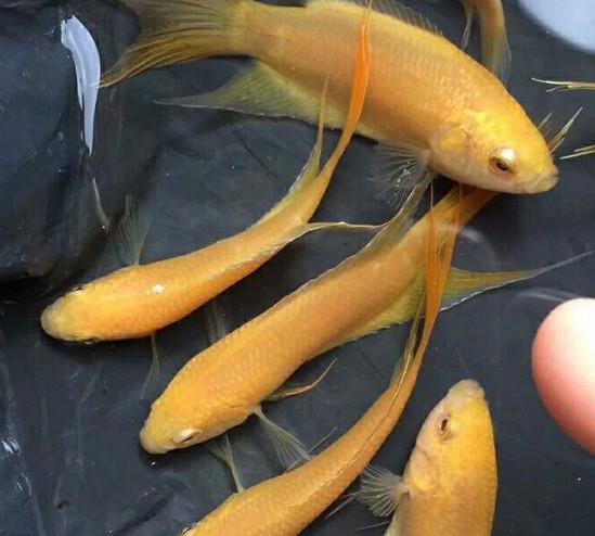 玄黄黄金冷水观赏鱼