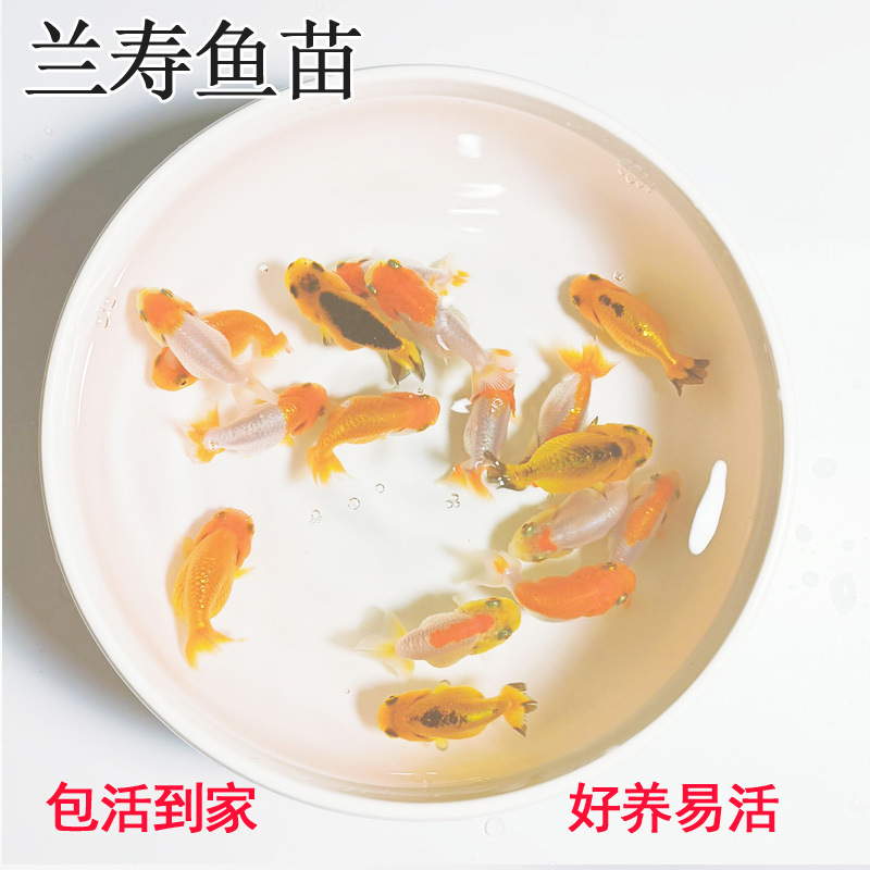 冷水鱼兰寿金鱼活体鱼苗观赏鱼
