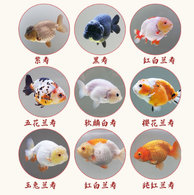 冷水鱼兰寿金鱼活体鱼苗观赏鱼