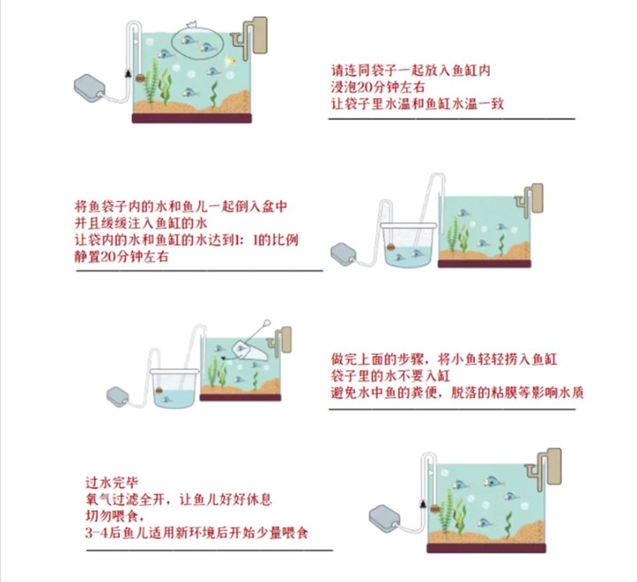 冷水鱼兰寿金鱼活体鱼苗观赏鱼