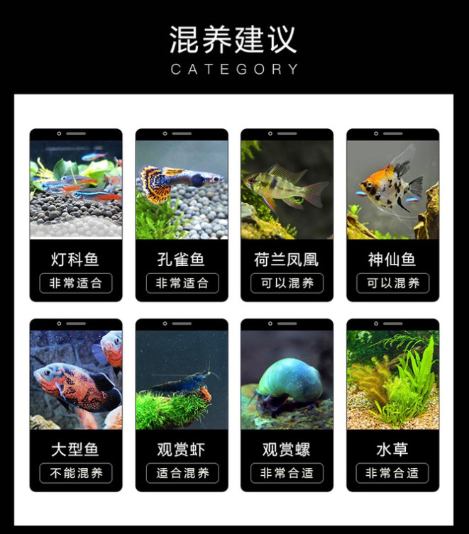 孔雀鱼观赏鱼苗淡水小型好养易活热带观赏鱼胎生凤尾鱼灯科鱼活体