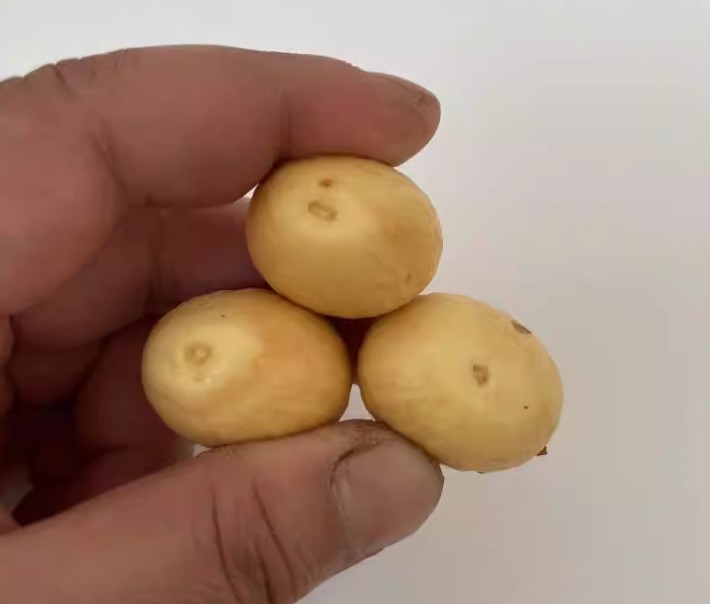 铁树种子变盆栽可开花南北方都种植不怕冻耐寒绿植苏铁种苗去壳