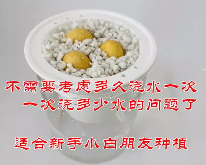 铁树种子变盆栽可开花南北方都种植不怕冻耐寒绿植苏铁种苗去壳